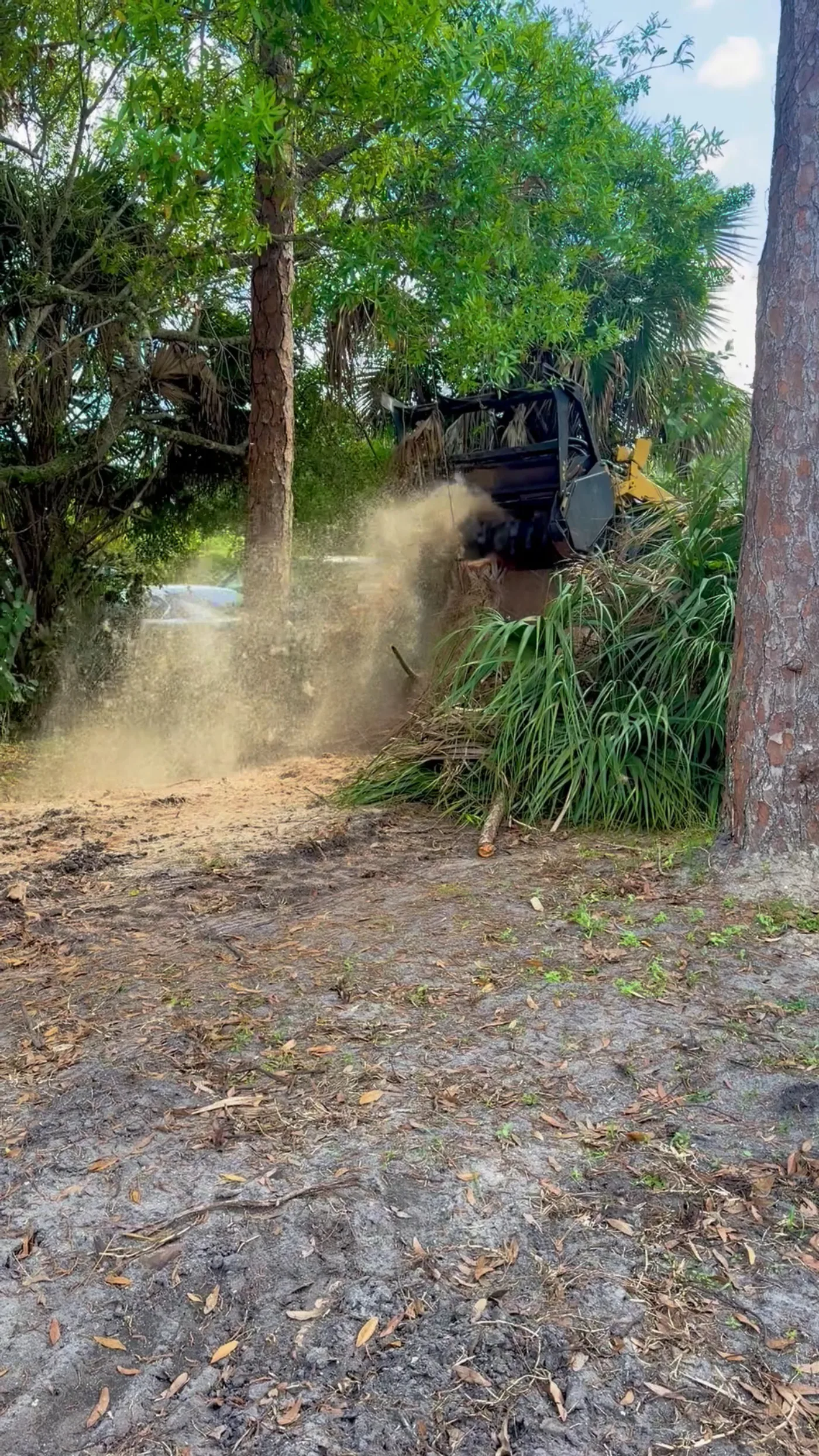 Mulching head grinding brush between the pines