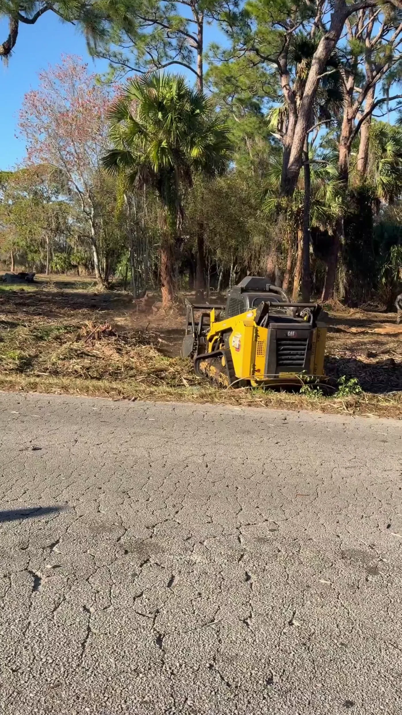 Mulched corridor cut clean along a tree line